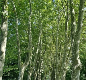 Le Marais de l'Enfer - Saint-Jorioz - 3