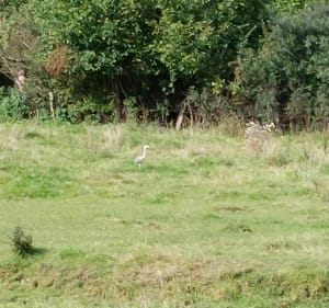Wargnies le petit - Preux-au-Sart - 3