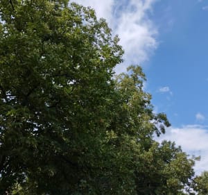 Visite de Sélestat à vélo depuis Kintzheim - Kintzheim - 3