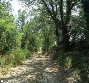 Lherm, bois des escoumes, La Pielle - Véronique - 5