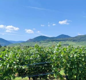 Balade dans les vignes, entre Ribeauvillé et Bergheim - Ribeauvillé - 3
