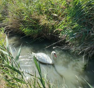 Sentier côtier et balade dans les marais sur l'île d'Oléron - Benoit - 3