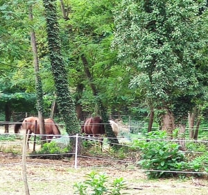 Balade au départ du bois de Savis - Castres-Gironde - 3