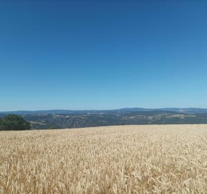 Les chardons de Saint Berain - Saint-Bérain - 4