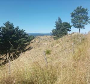 Les chardons de Saint Berain - Saint-Bérain - 5