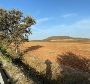 Paseo por el olivar de Bobadilla - Bobadilla - 3