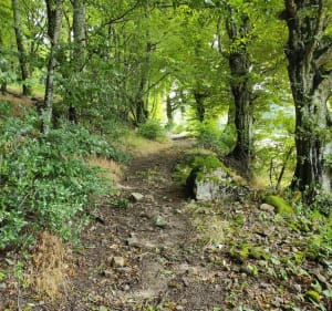 Marche au Parc à daims, Bousson et à la Roche des Fées - Quarré-les-Tombes - 5
