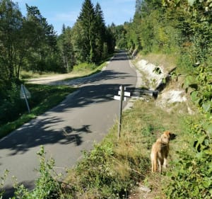 Wandeling onder de Chesnois naar de Vulvoz-waterval - Chassal-Molinges - 4