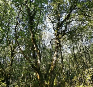Wandeling onder de Chesnois naar de Vulvoz-waterval - Chassal-Molinges - 5