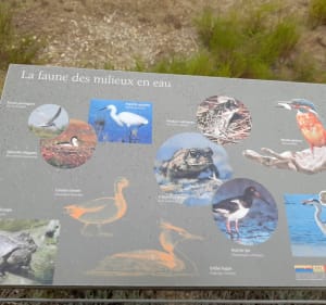 Tour de la pinède du Boucanet - Le Grau-du-Roi - 3
