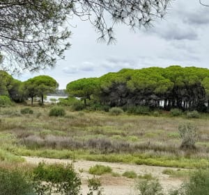 Tour de la pinède du Boucanet - Le Grau-du-Roi - 4