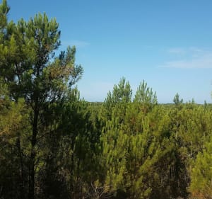 Entre marais et forêts à Sion sur Océan - Saint-Hilaire-de-Riez - 3