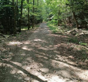 Forêt de Berrwiller - Berrwiller - 4