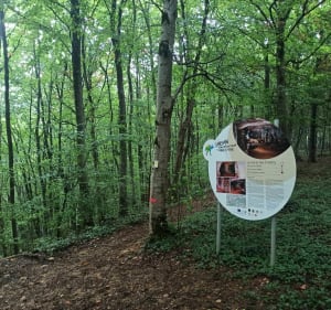 Balade/Trail dans le Bois d'Halanzy et le Coul - Mont-Saint-Martin - 3