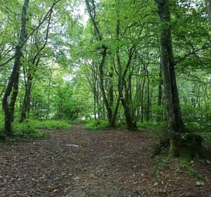 Balade/Trail dans le Bois d'Halanzy et le Coul - Mont-Saint-Martin - 5
