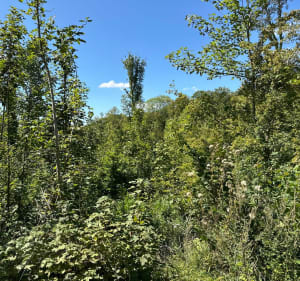 Forêt de la Londe depuis le château Robert le Diable - Moulineaux - 4