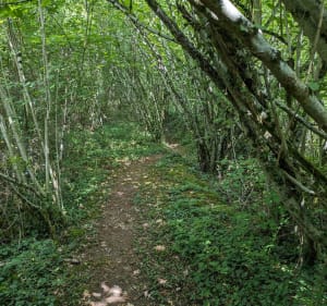 Randonnée VTT, les 27,5km de Saint-Félix - Saint-Félix - 4