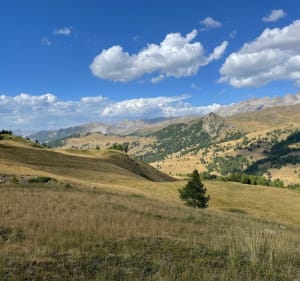 Du col de Vars à Vars les Claux par le chemin des myrtilles - Vars - 3
