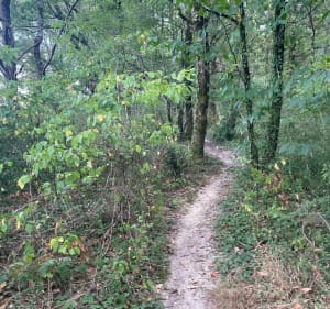 Boucle Saintes - Vénérand dans les sous-bois - Saintes - 3