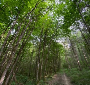 Huttopia VTT Musculaire - Antonne-et-Trigonant - 3