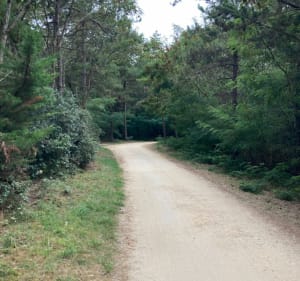 Vue sur l'océan: 2 fois le long de la forêt d'Olonne - Les Sables-d'Olonne - 4