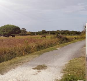 La Cotinière --> Chéray, sympathique promenade ombragée - Saint-Pierre-d'Oléron - 4