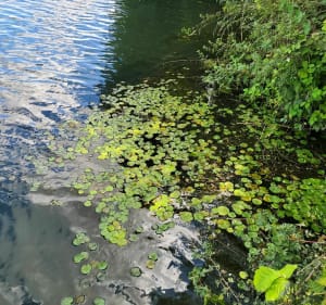 Chemin de la plaine et bords de Saône depuis Auxonne - Cath - 3
