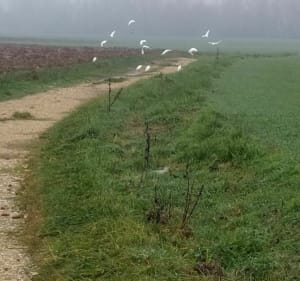 Balade Podensac entre Garonne et vigne - Podensac - 3