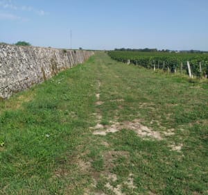 Balade Podensac entre Garonne et vigne - Podensac - 4
