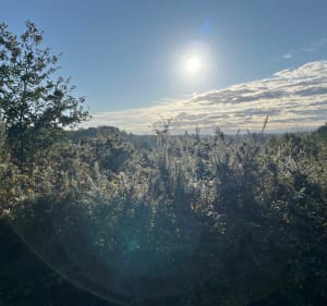 Les sous-bois verdoyants de Saint-Estèphe - Saint-Estèphe - 5