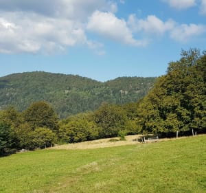 Boucle aux Lac d Alfeld et Lac des Perches - Herve - 5