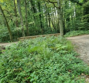 Promenade en forêt de Maurepas et Bassin de la Courance - Jouars-Pontchartrain - 4