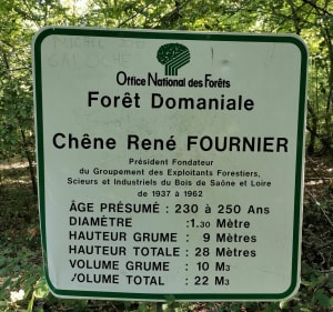 Étangs de Champforgeuil et Domaniale - Champforgeuil - 5