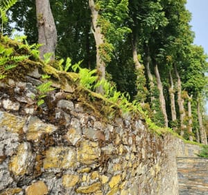 Balade autour de Sainte-Gemmes-sur-Loire - Sainte-Gemmes-sur-Loire - 3
