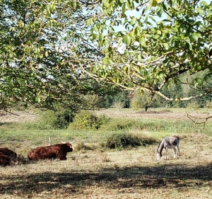 Boucle à Sarliac-sur-l'Isle - Sarliac-sur-l'Isle - 5