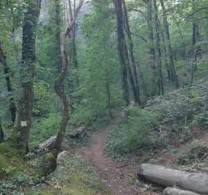 Parcours en forêt autour de Châtel-Guyon - Châtel-Guyon - 3
