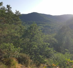 Parcours en forêt autour de Châtel-Guyon - Châtel-Guyon - 4