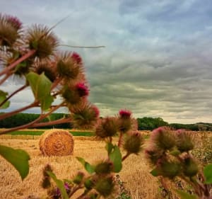 Parc du Héron par le chemin de la ferme du Roch - Villeneuve-d'Ascq - 3