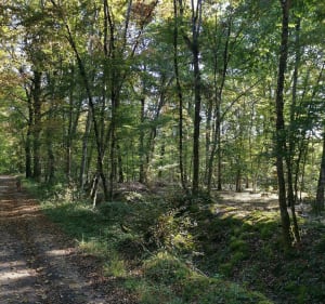 Balade tranquille en forêt près de Cerelles - Cerelles - 4