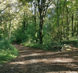 Balade tranquille en forêt près de Cerelles - Cerelles - 5