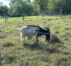 Petite balade au Parc départemental du Sausset - Aulnay-sous-Bois - 5