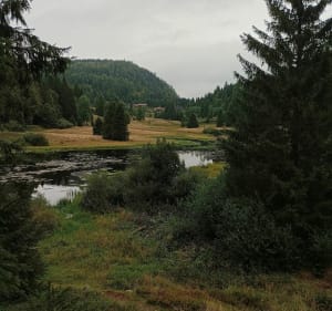 Petit trail entre Belle Hutte et le col de Feignes-sous-Vologne - La Bresse - 4