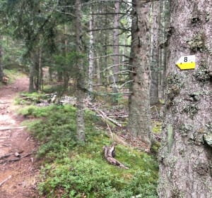 Circuit au col de la Loge - Chalmazel-Jeansagnière - 5