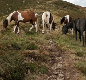 De Lioran au puy de Peyre Arse par col de Cabre - Laveissière - 3
