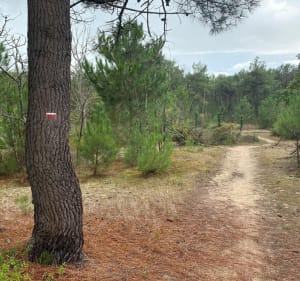 Randonnée dans Saint-Hilaire-de-Riez par Forêt des Pays de Monts - Saint-Hilaire-de-Riez - 3