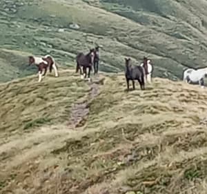 De Lioran au puy de Peyre Arse par col de Cabre - Laveissière - 4