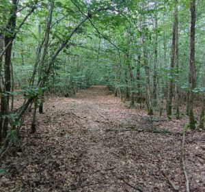Off road secteur Mackwiller-Adamswiller - Mackwiller - 4