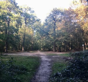 Petit tour en forêt depuis le Mesnil le Roi - Le Mesnil-le-Roi - 3