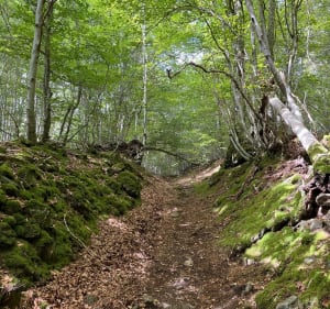 Wandel rond en op de Puy de Louchadière - Saint-Ours - 4