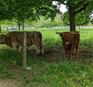 Marche entre le Pas du loup et La Horgne - Montigny-lès-Metz - 3